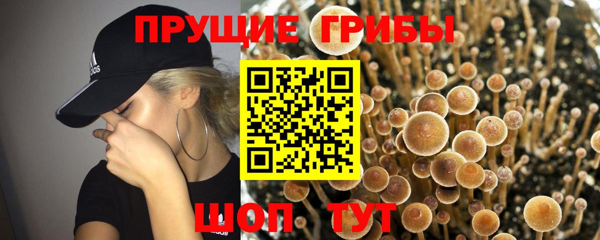 Псилоцибиновые грибы Psilocybine cubensis  магазин    Вход с VPN  Сердобск  Галлюциногенные грибы прущие грибы 